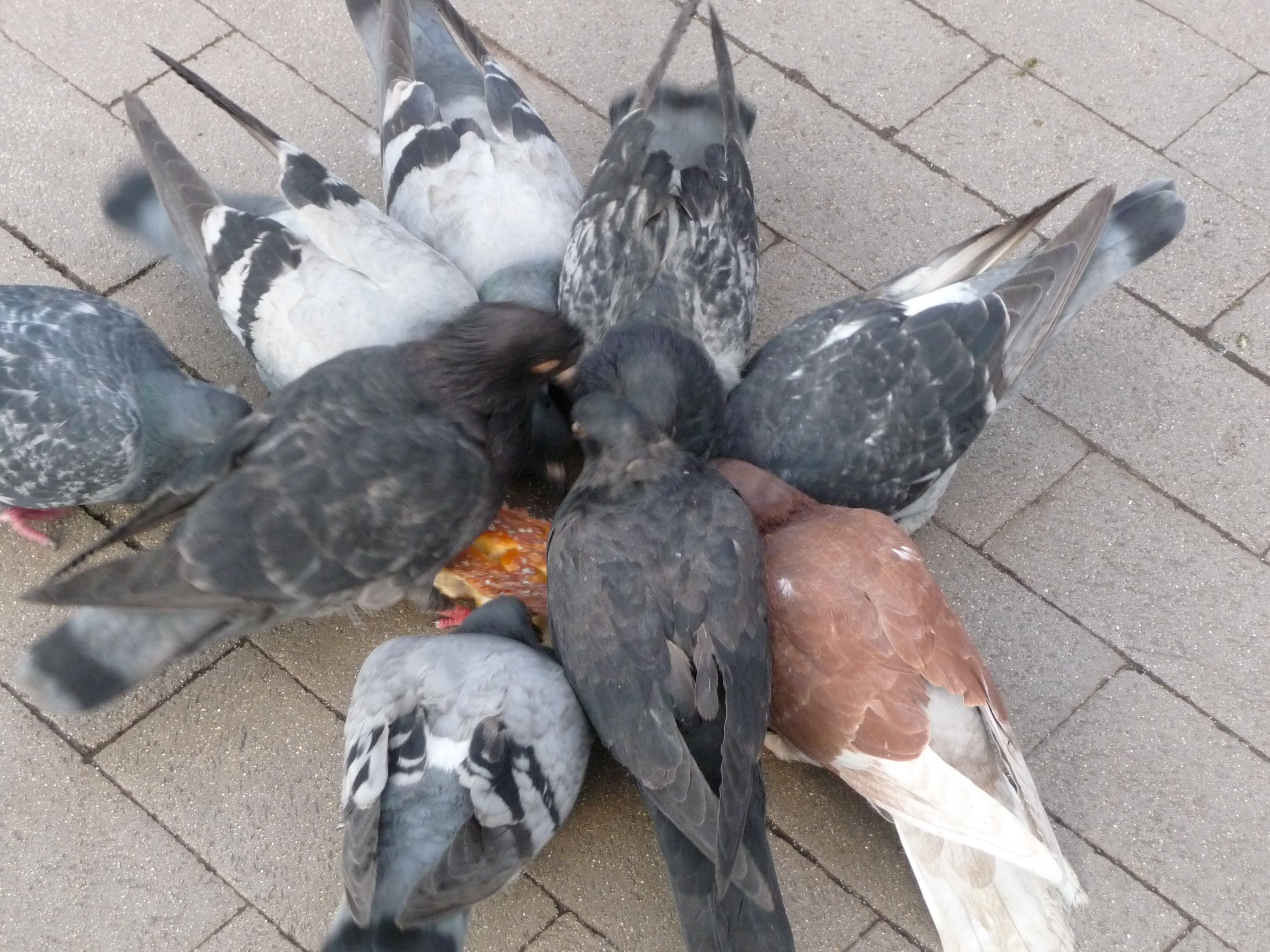 Pigeons practicing for their Esther Williams water ballet in Rittenhouse Square, 2012