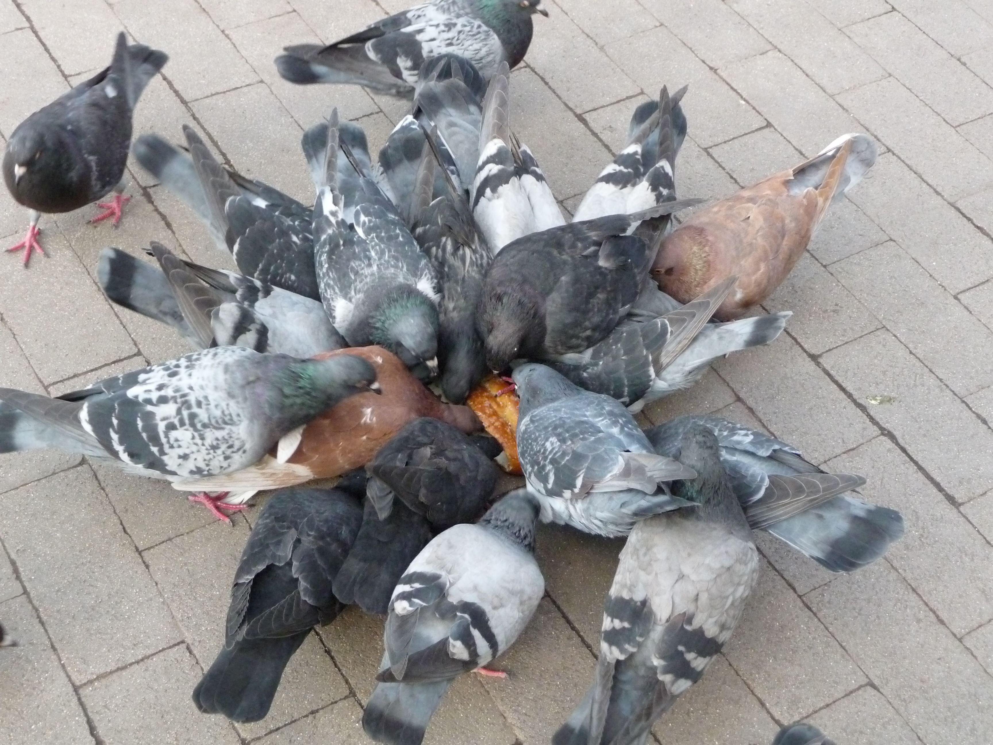 Pigeons practicing their Busby Berkley star routine in Rittenhouse Square, 2012